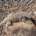 periple59jours-j40-10-01