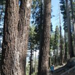 podcast-12-Galere-Yosemite-07