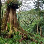 periple-hawaii-2024-007