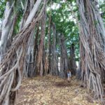 periple-hawaii-2024-018