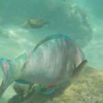 periple-hawaii-2024-034