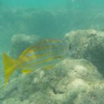 periple-hawaii-2024-036