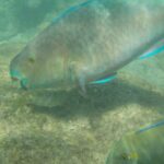 periple-hawaii-2024-037