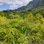 periple-hawaii-2024-069