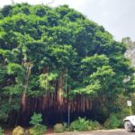 periple-hawaii-2024-111