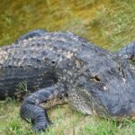 podcast-floride-saison-16