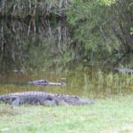 podcast-floride-saison-17