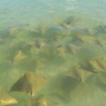 podcast-floride-saison-52