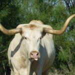 podcast-31-Western-02