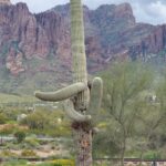 podcast-31-Western-27