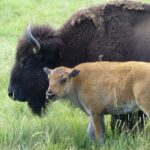 podcast-31-Western-34