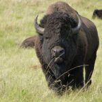 podcast-31-Western-40