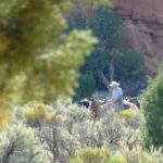 podcast-31-Western-70