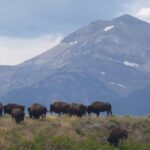 podcast-31-Western-79