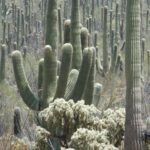 destination-arizona-08