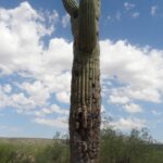 destination-arizona-12