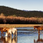 destination-arizona-29