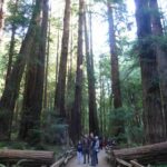 destination-californie-15