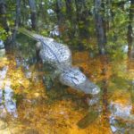 destination-floride-38