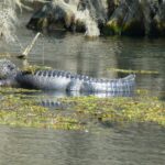 destination-louisiane-10