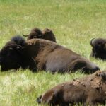 destination-south-dakota-12