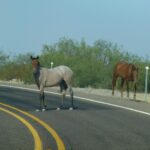 destination-texas-08