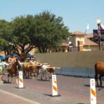 destination-texas-35