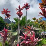 flore-hawaii-13