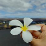flore-hawaii-15