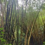 hawaii-big-island-19