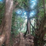 hawaii-kauai-secret-fall-06