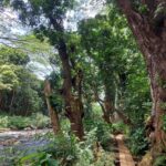 hawaii-kauai-secret-fall-07