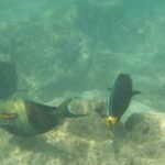 hawaii-oahu-snorkeling-kayak-11