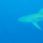 hawaii-requins-01