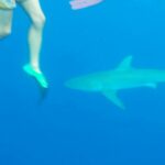 hawaii-requins-06