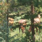 rocky-mountains-06