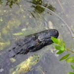 diapo-floride-23