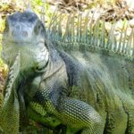 diapo-floride-25