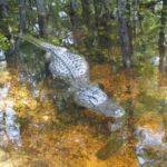 diapo-floride-27