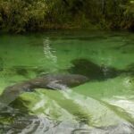 diapo-floride-39