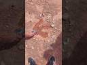 Kanab Dinosaur Tracks